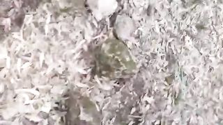 كورونا خلاتها تدير مصيصة فالغابة