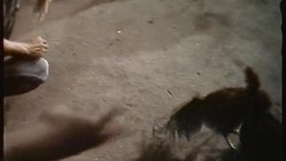 Chinese Fortune Cookies