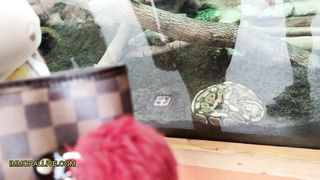 Horny Latina with Thick, Juicy Booty Seduces Her Stepbrother When They Visit the Zoo