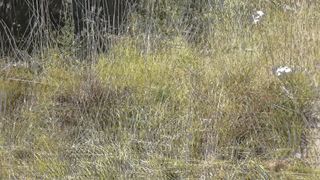 Pervert masturbate on sunbathing naked woman on wild beach and cumshot POV