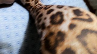 Porno amatoriale italiano. Filmato casalingo