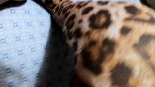 Porno amatoriale Roma -- Consegno un regalo ad una moglie mentre il cornuto è in cucina