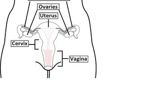 How to Make a Woman Orgasm G-Spot vs Clitoral vs Cervical Orgasm,