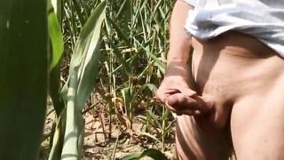 Summer, Sun, Corn & Wanking & Piss