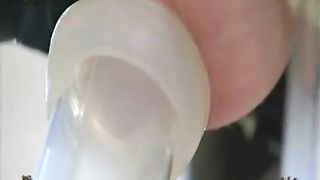 Hu-cows prepped and Dairy ready