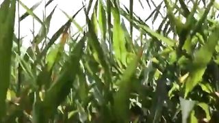 Summer, Sun, Corn & Wanking & Piss