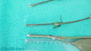 Extreme female inserting nettles into cervix and rod flowers