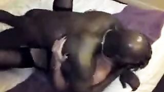 Black Bull Passionately Impregnating a White Hotwife while Husband Films